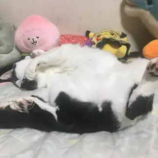 自堕落すぎるネコ　　りしゃこさん