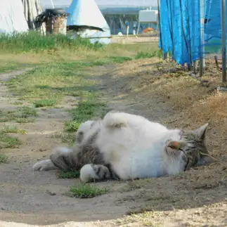 だるすぎるネコ　　山猫さん