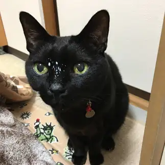 ぬすみ飲みがバレバレすぎるネコ　　うにさん