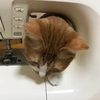 狭いところ通りたすぎるネコ　　ともみんさん