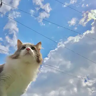 ジャケ写っぽすぎるネコ　　えいみいさん