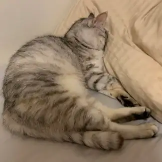 ふてねしすぎるネコ　　ぴぐみーさん