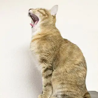 カラオケで熱唱したすぎるネコ　　もっさんさん