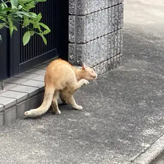 カンガルーすぎるネコ　　からくりぴーちさん