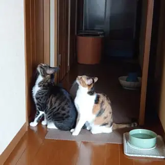 パパを出待ちしすぎるネコ　　neco3さん