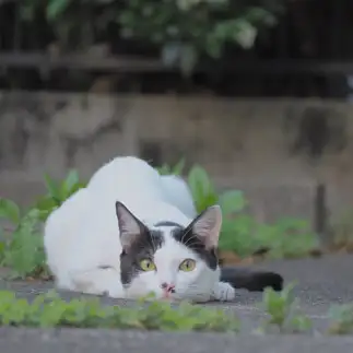首落ちすぎるネコ　　中井亜矢さん