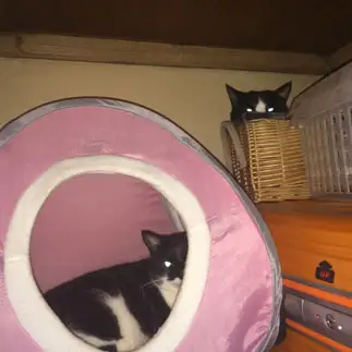 忍びすぎるネコ　　全さん