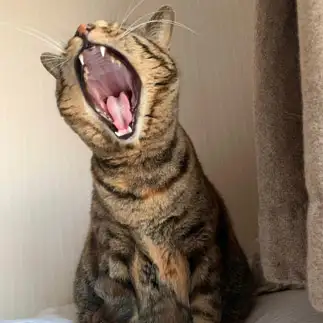 オペラすぎるネコ　　ANDYさん