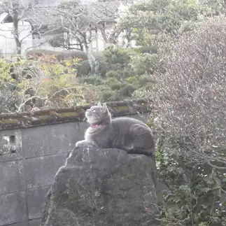 悟り開きすぎるネコ　　もんたんさん