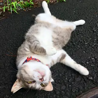 サスペンス劇場の現場感溢れすぎるネコ　　ちょこシューさん