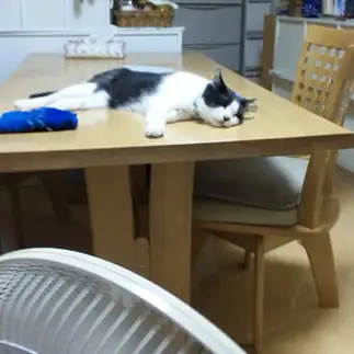 ぐうたらすぎるネコ　　ねこりんさん
