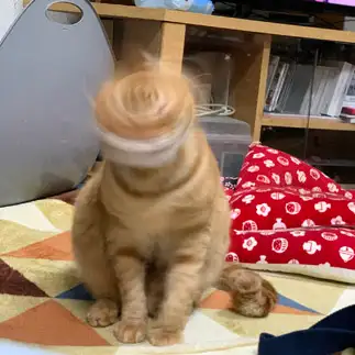 ドライバーに憧れすぎるネコ　　れんマムさん