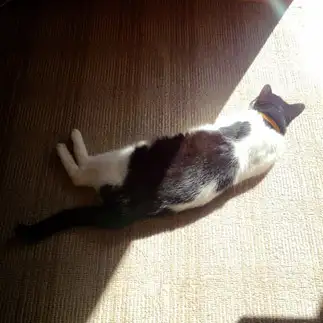 ハーフ＆ハーフすぎるネコ　　ねこりんさん