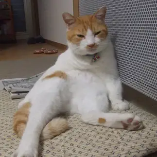 酔いつぶれたお父さんすぎるネコ　　sirasuさん