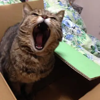 口開けすぎるネコ　　あっきーさん