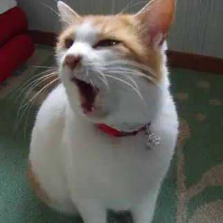 入れ歯をはずしてる時の、おばあちゃんすぎるネコ　　sirasuさん