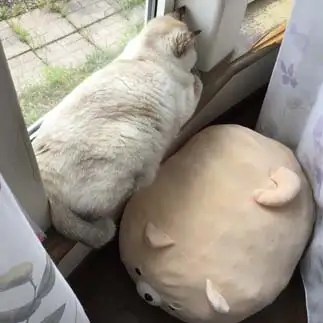 サイズぴったりすぎるネコ　　はるはるさん