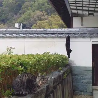 真っ逆さまーすぎるネコ　　黒猫カレンさん