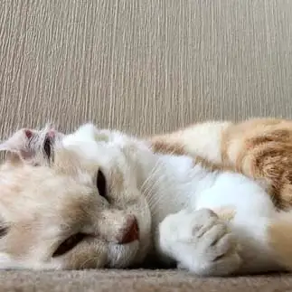 小さいことは気にしないワカチコすぎるネコ　　まーさん