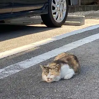 迷惑駐車しすぎるネコ　　からくりぴーちさん