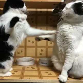 お腹が空きすぎるネコ　　全さん
