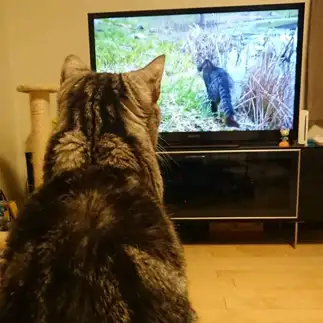 猫番組が好きすぎるネコ　　るんばさん