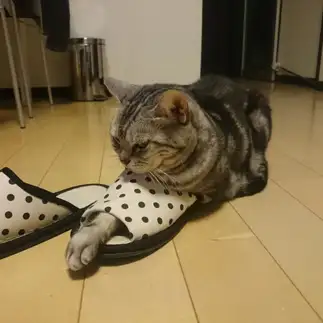 スリッパに前足つっこみすぎるネコ　　るんばさん