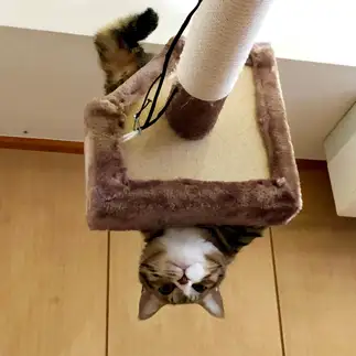 シッポが直角すぎるネコ　　じゅんこさん