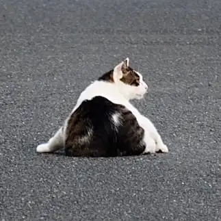 おにぎりすぎるネコ　　じゅんこさん