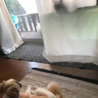 犬を監視しすぎるネコ　　クロミさん