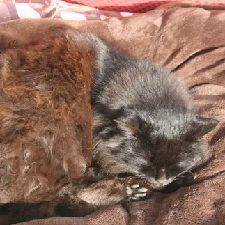 身体の半分で色が綺麗に分かれすぎるネコ　　おいにゃんさん