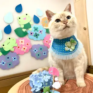 梅雨コーデがキマりすぎるネコ　　ゆきどん・ユキドンさん