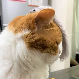 興味が無さすぎるネコ　　tachiさん