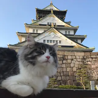 天下統一を夢見すぎるネコ　　icoさん