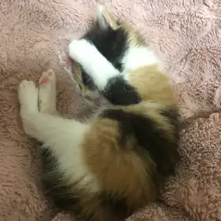 はずかしすぎるネコ　　ハニーさん