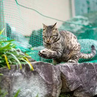 小石の重さ確認が念入りすぎるネコ　　jingさん