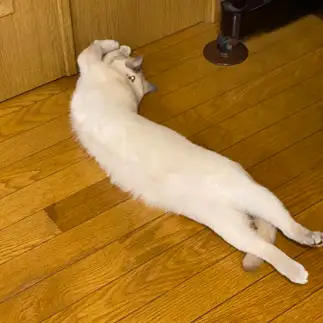 通せんぼすぎるネコ　　海華月さん