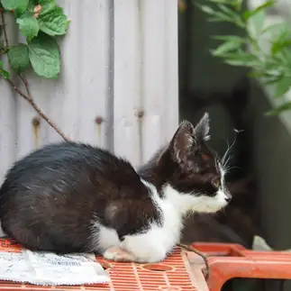 蚊と仲良くなりすぎるネコ　　黒猫カレンさん