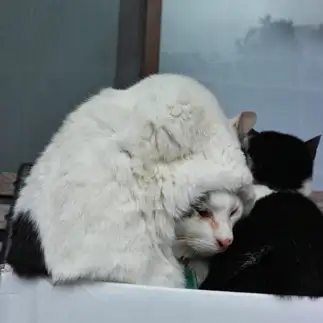 猫かぶりすぎるネコ　　salie_q_mofuさん