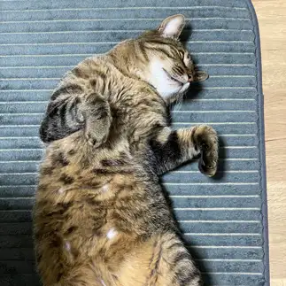 化け猫すぎるネコ　　翼さん