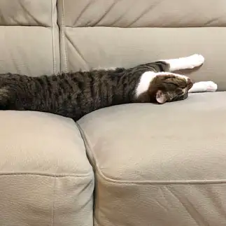 ソファはボクのものすぎるネコ　　つきのさん