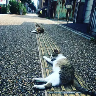 凸凹が好きすぎるネコ　　ちいたろうさん