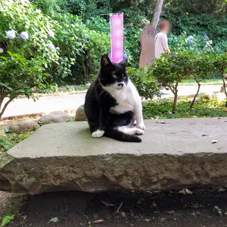 片肌脱ぎの仁侠すぎるネコ　　ねこたろうさん