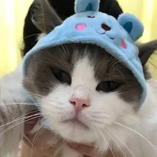 遠い目になりすぎるネコ　　ラグさん
