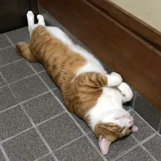 姿勢よくすぎるネコ　　hiroさん