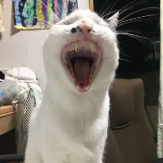 ジョーズすぎるネコ　　りしゃこさん