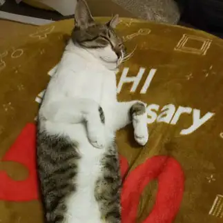 おばけすぎるネコ　　きじしろレンくんさん