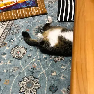 隠れてなさすぎるネコ　　感パパさん