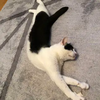 背筋伸ばしすぎるネコ　　ぴんぶーさん