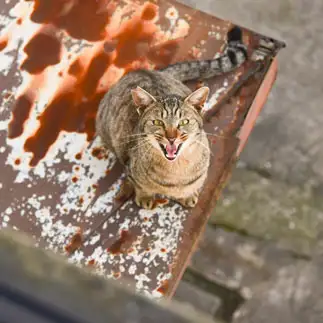 叫びすぎるネコ　　ねこのじさん